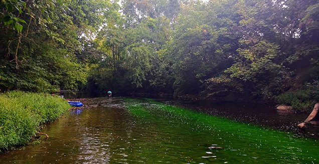 river dyed green for sampling
